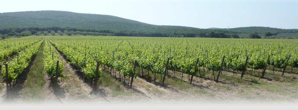 Vila Le Stanze Di Zelinda Suvereto Pokoj fotografie